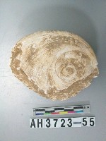 藏品(螺蓋製貝刮器)的圖片